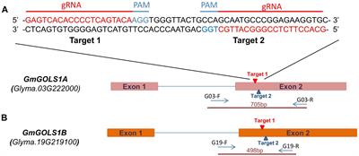 CRISPR/Cas9-Mediated Knockout of Galactinol Synthase-Encoding Genes Reduces Raffinose Family Oligosaccharide Levels in Soybean Seeds
